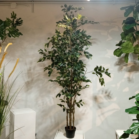 TR10712 FICUS LIANA TREEx8 w/1037L,7'