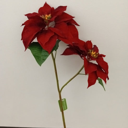 XM11702 POINSETTIA SPRAYx2F,34in-12P/24/6.1