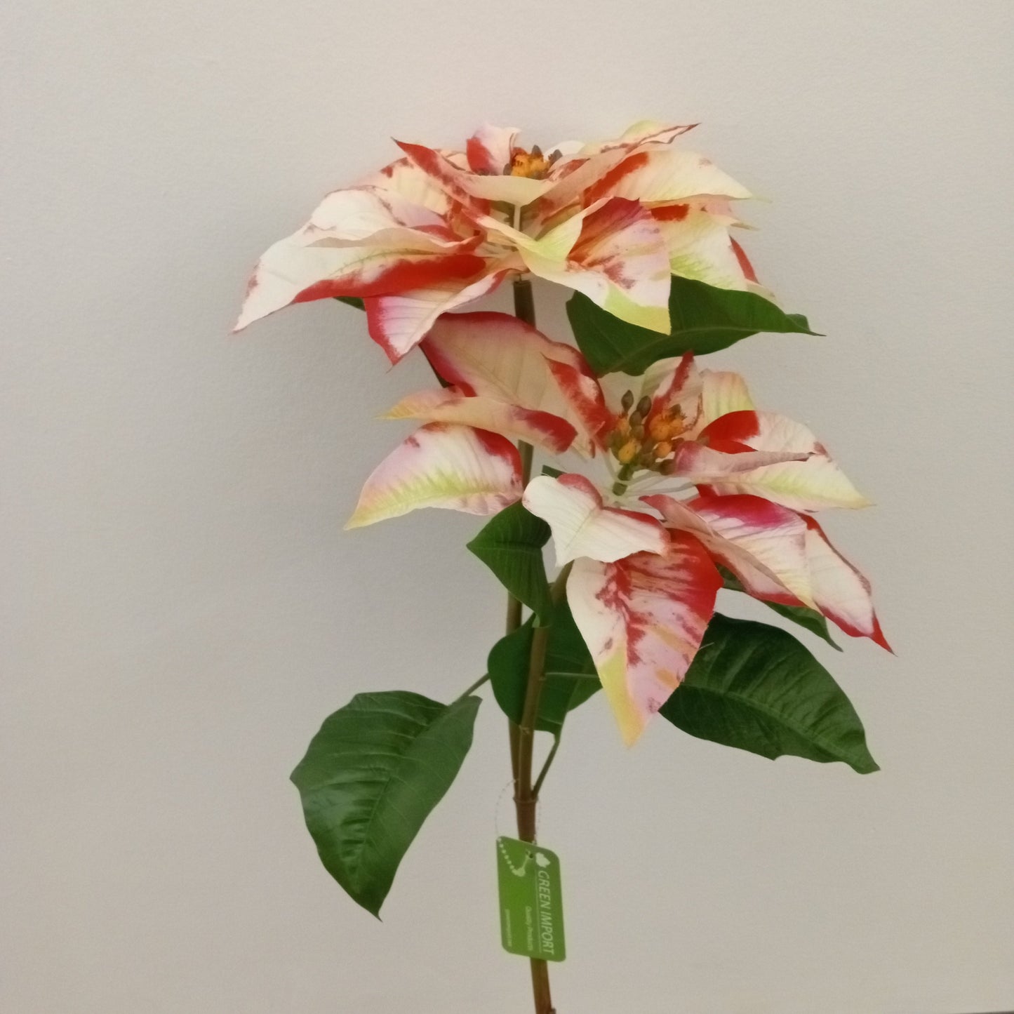 XM11702 POINSETTIA SPRAYx2F,34in-12P/24/6.1