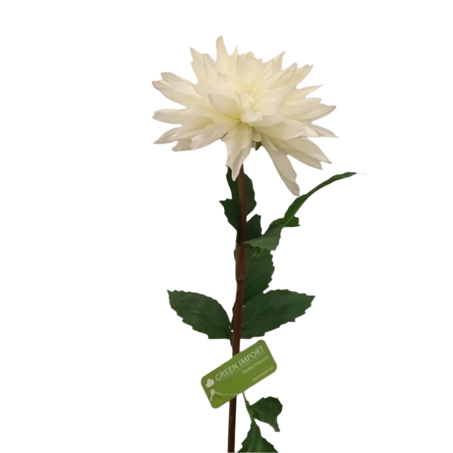 FL13231 DAHLIA SPRAY(NAT), 29"