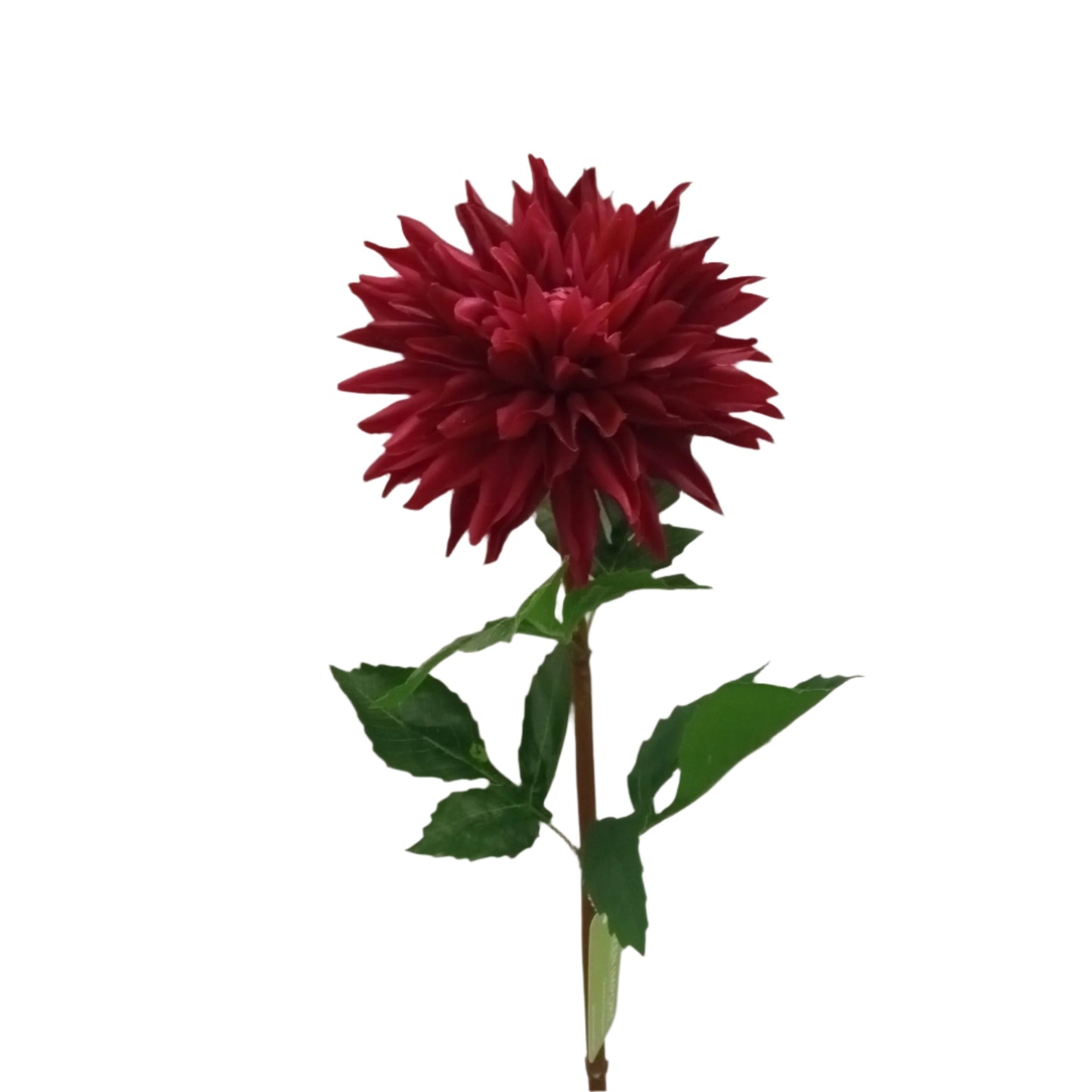 FL13231 DAHLIA SPRAY(NAT), 29"