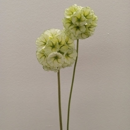 FL11429 ALLIUM BUNDLEx2,31in-12BN/96/7.44'