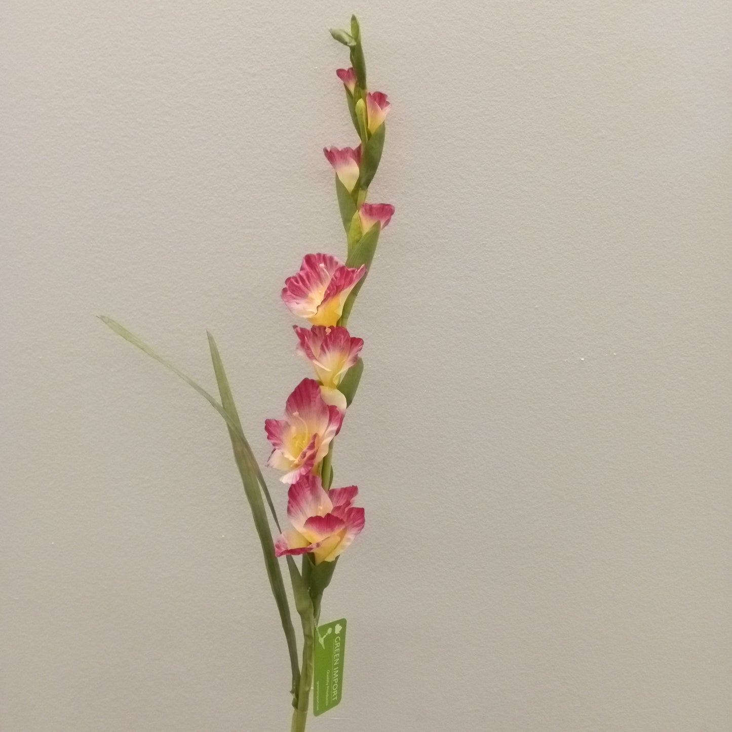 FL12012 GLADIOLAx8,38.5in-12P/72/9.18'