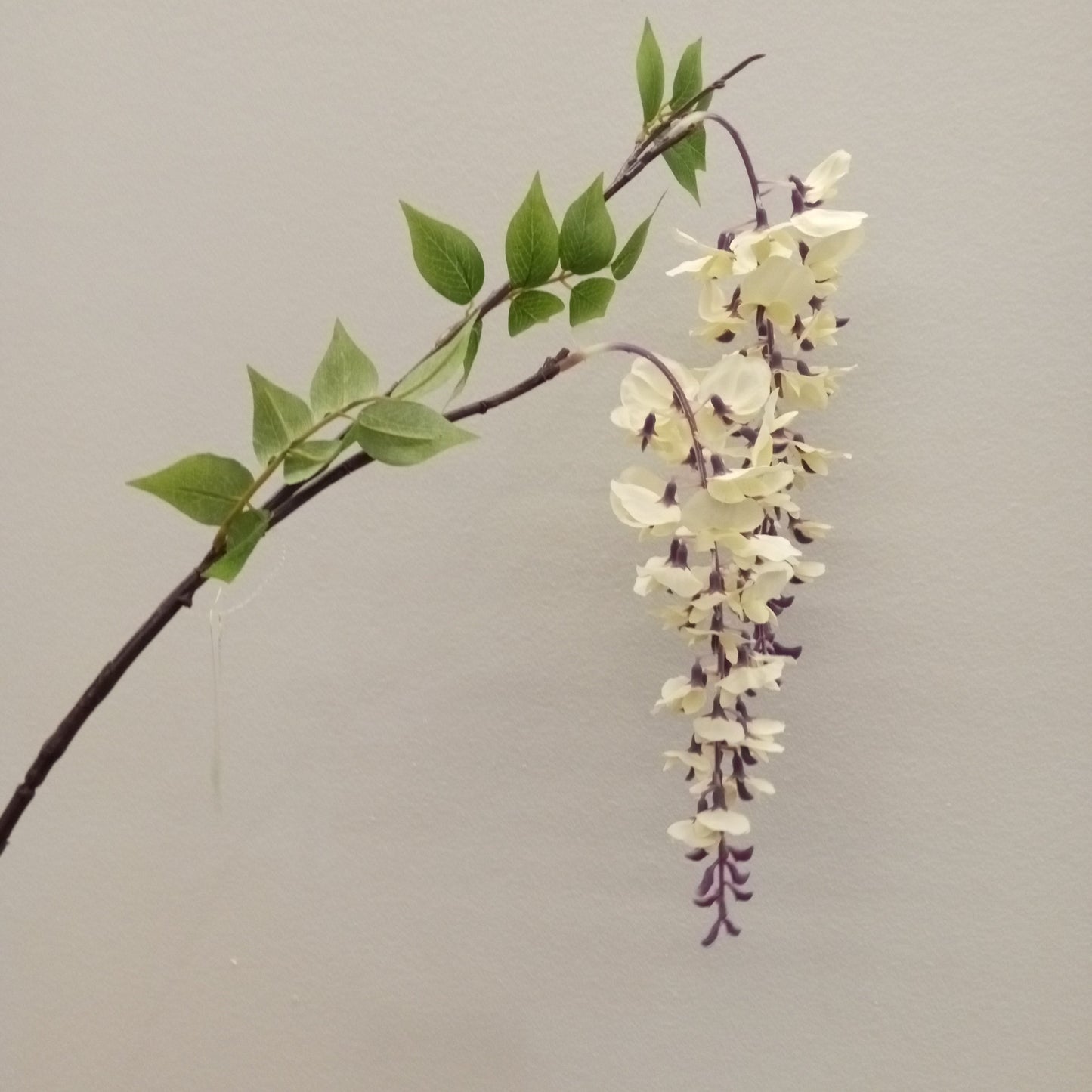 FL11173 WISTERIA SPRAYx2,46in-48/288/9.18'