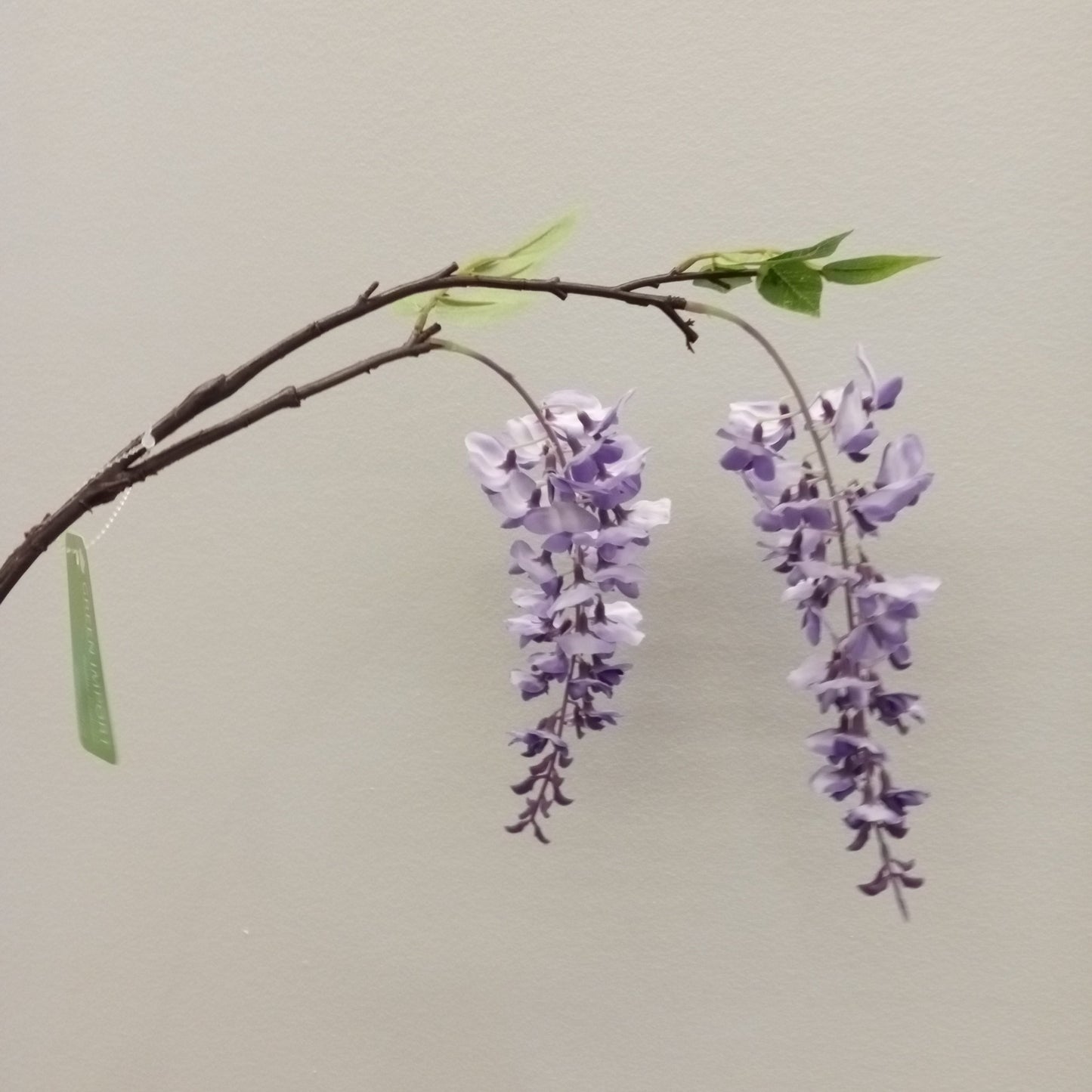 FL11173 WISTERIA SPRAYx2,46in-48/288/9.18'