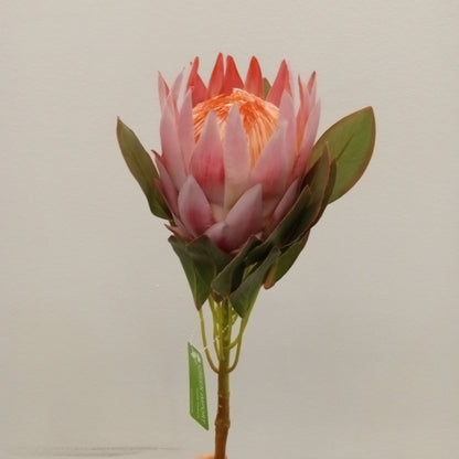 FL11464 KING PROTEA SPRAY,34in-12P/96/12.36