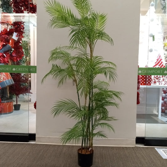 TR10602 POTTED DATE PALM TREE,6'-2P/3.2'