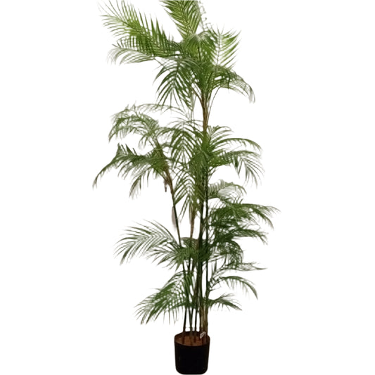 TR10602 POTTED DATE PALM TREE,6'-2P/3.2'