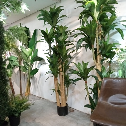 TR10777 DRACAENA TREE,7.5'-2P