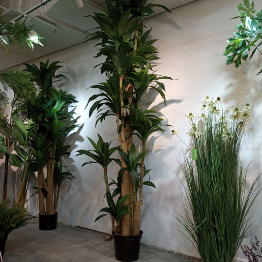 TR10776 DRACAENA TREE,9'-2P