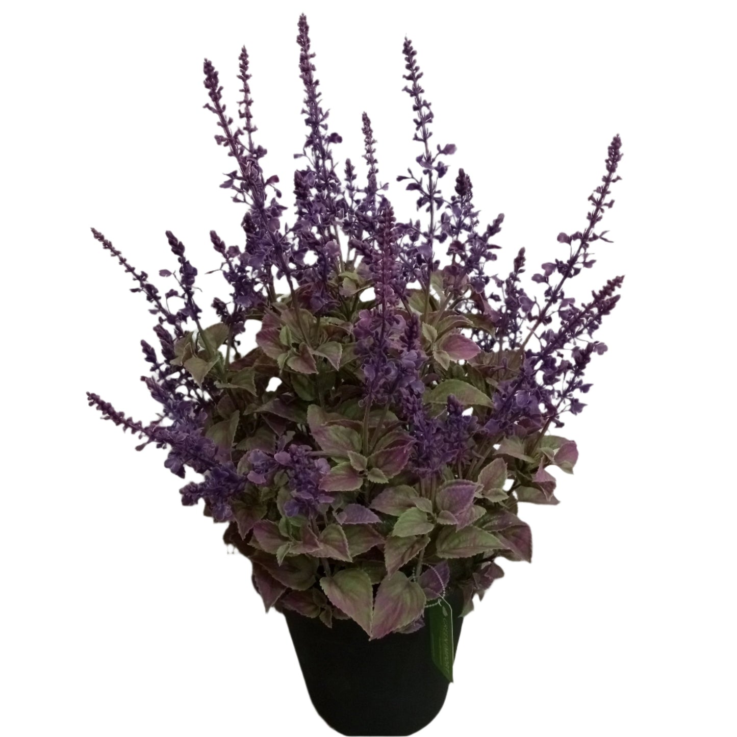 PA10354 POTTED LAVENDER,27"