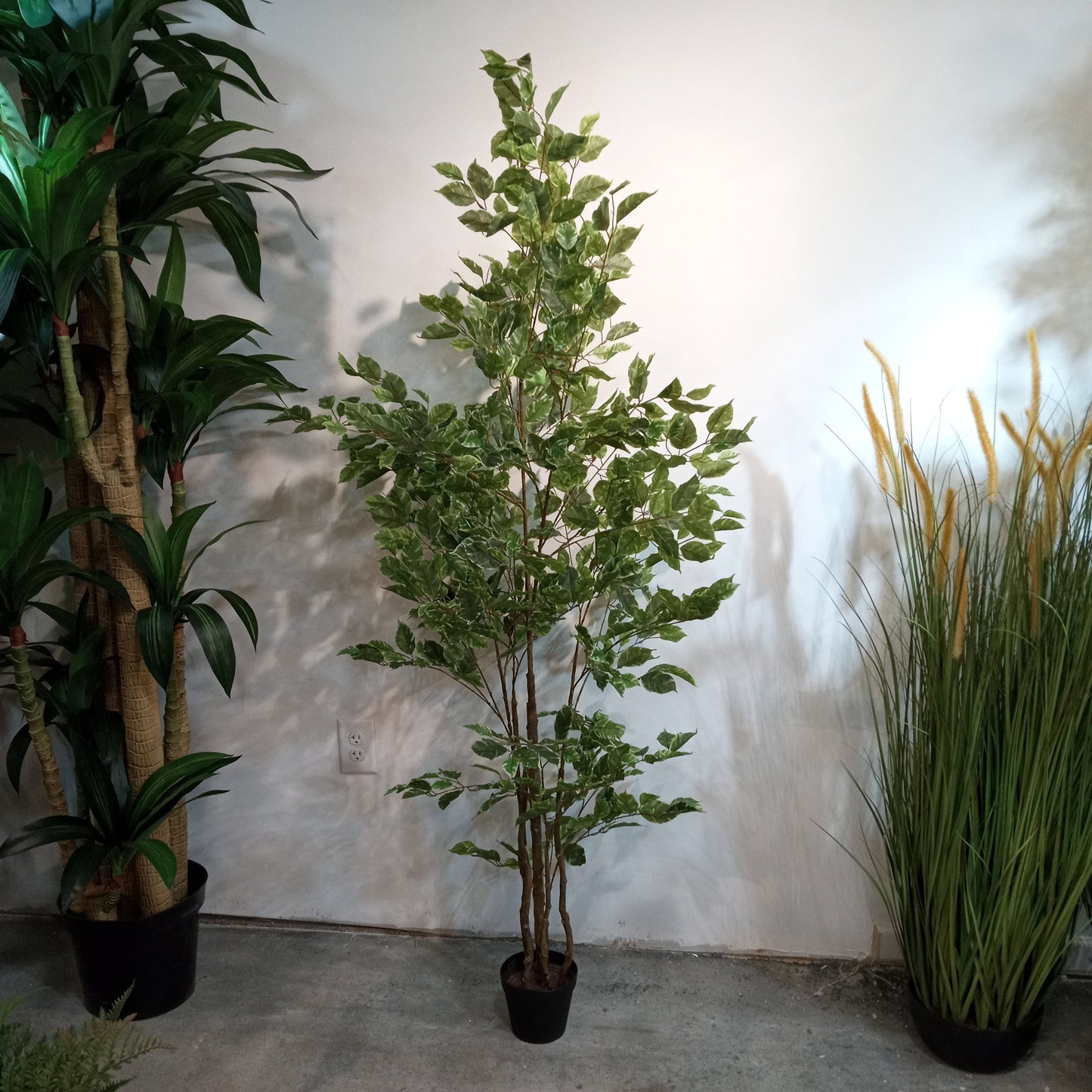 TR10711 FICUS LIANA TREEx6 w/799L,6'