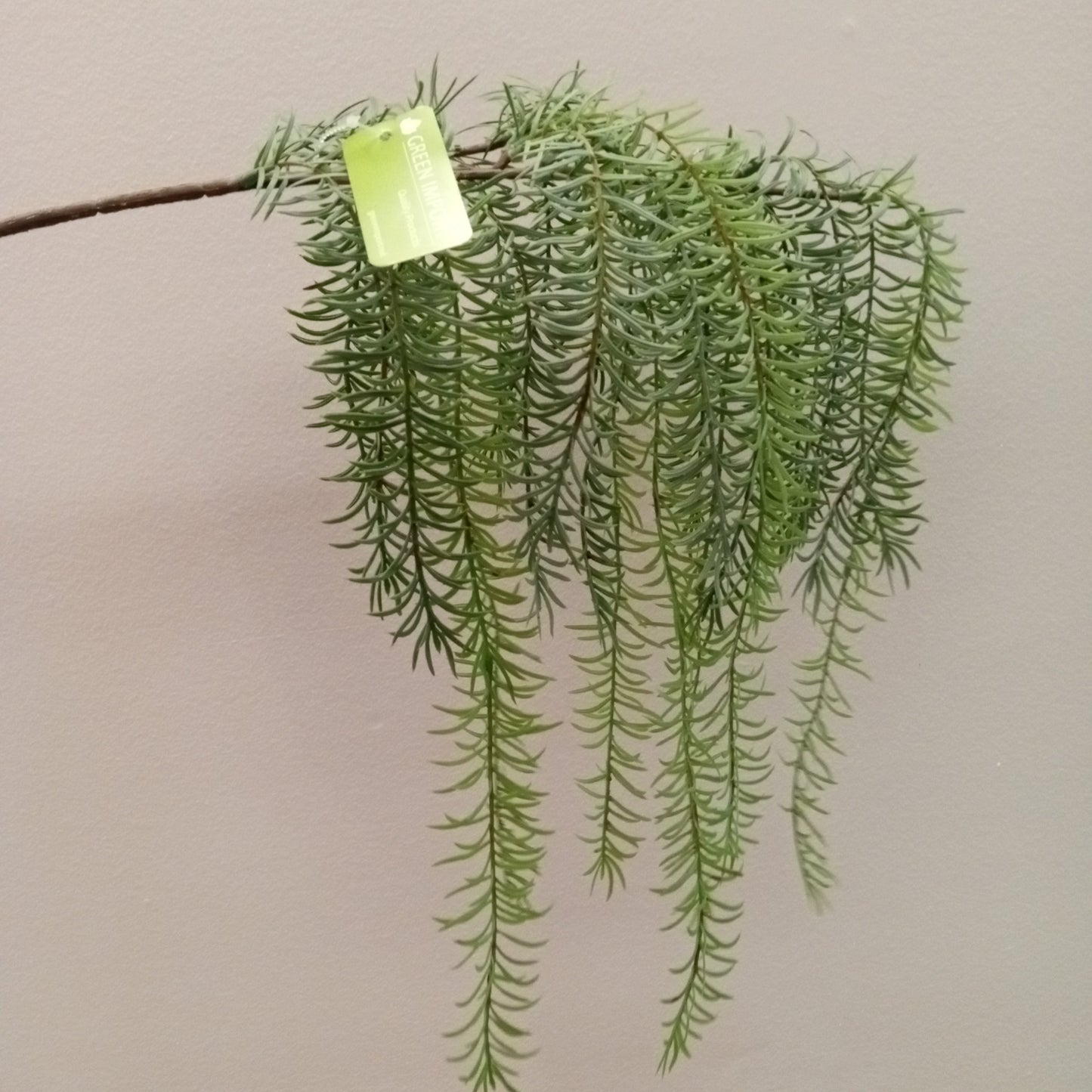 XM12431 ASPARAGUS SPRAY,37in-12P/96/8.14'