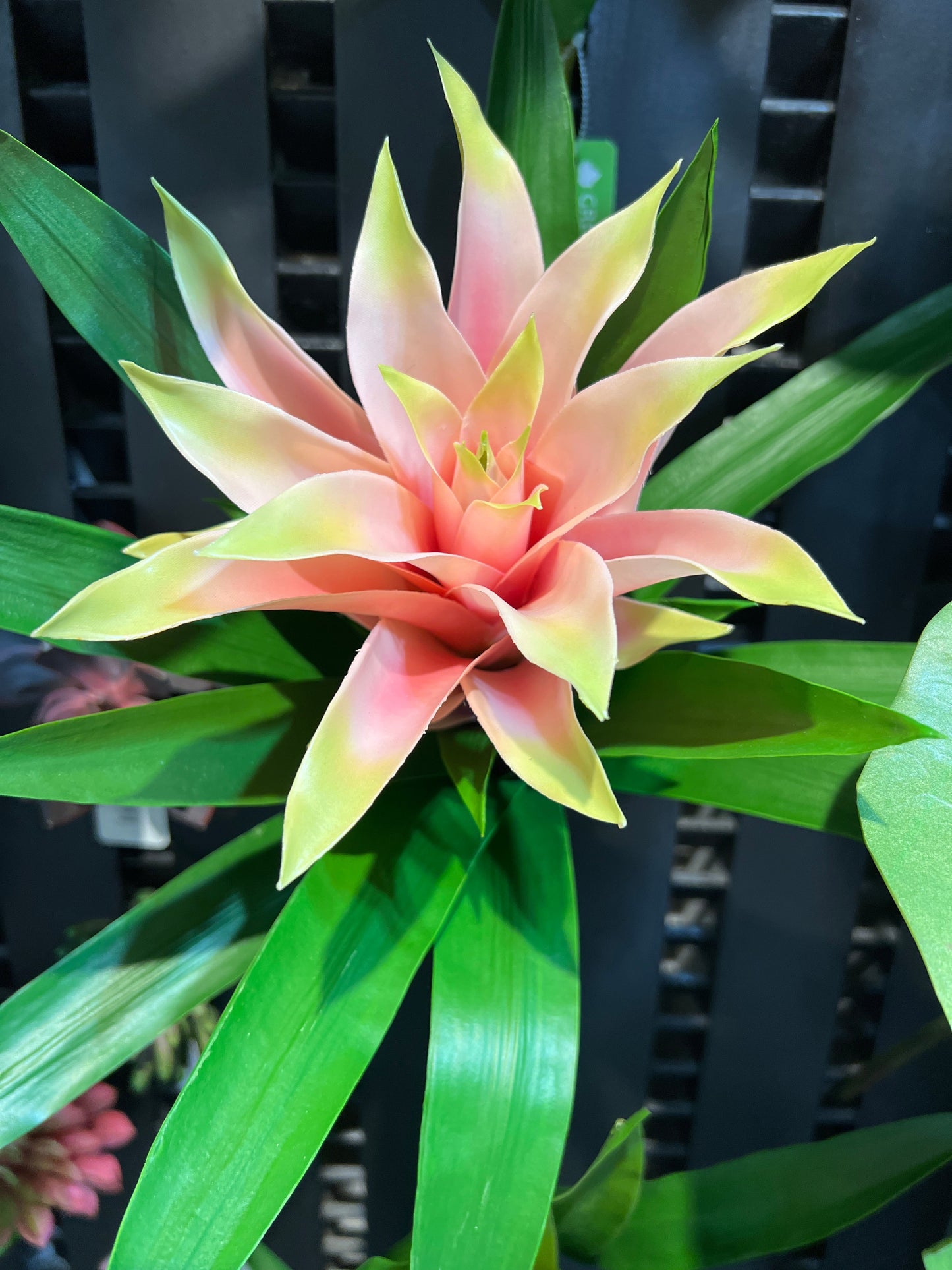 FL13365 BROMELIAD PLANT,20in-12/24P