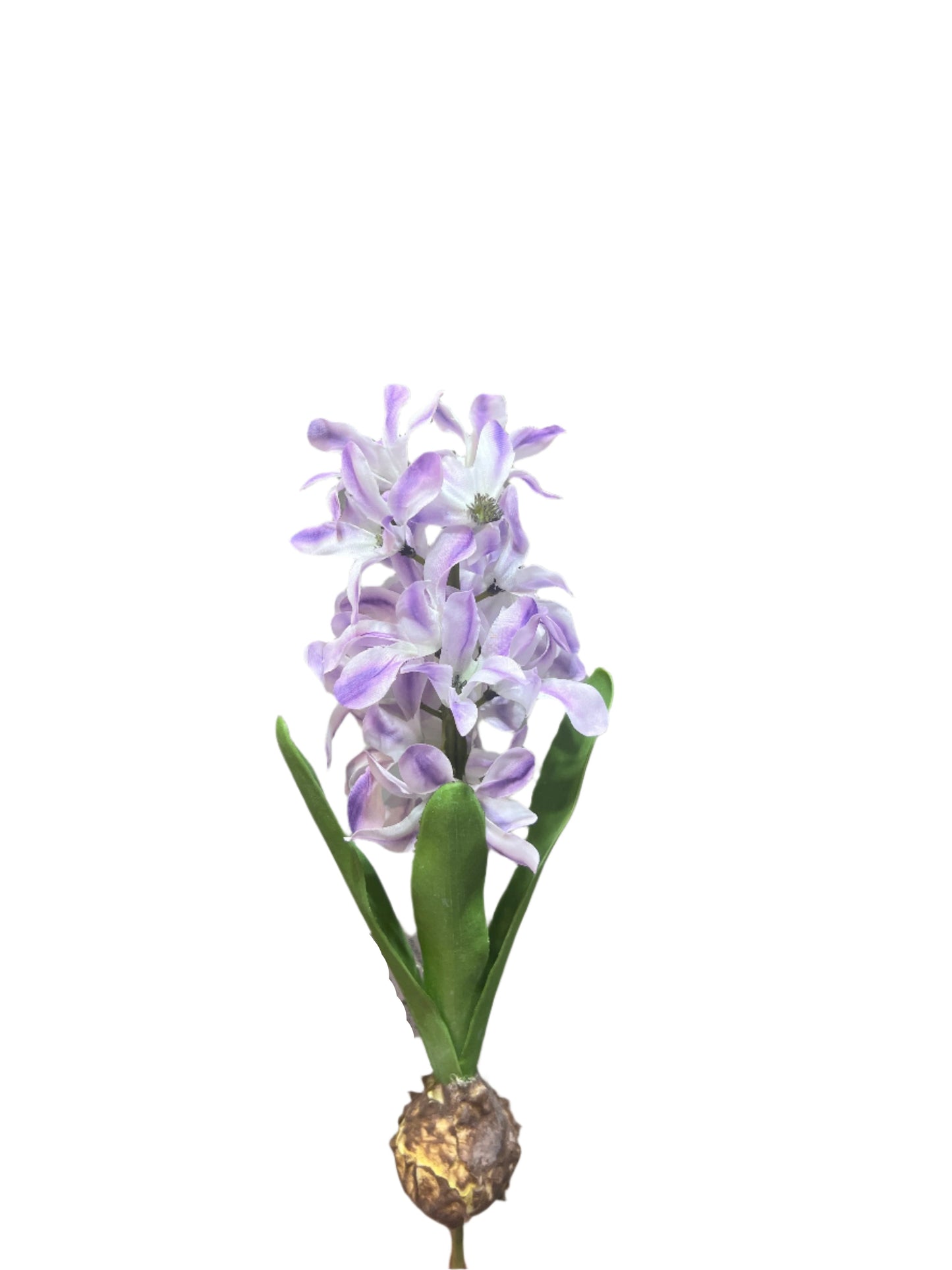 FL13575 HYACINTH w/BULD 14in-24/240P