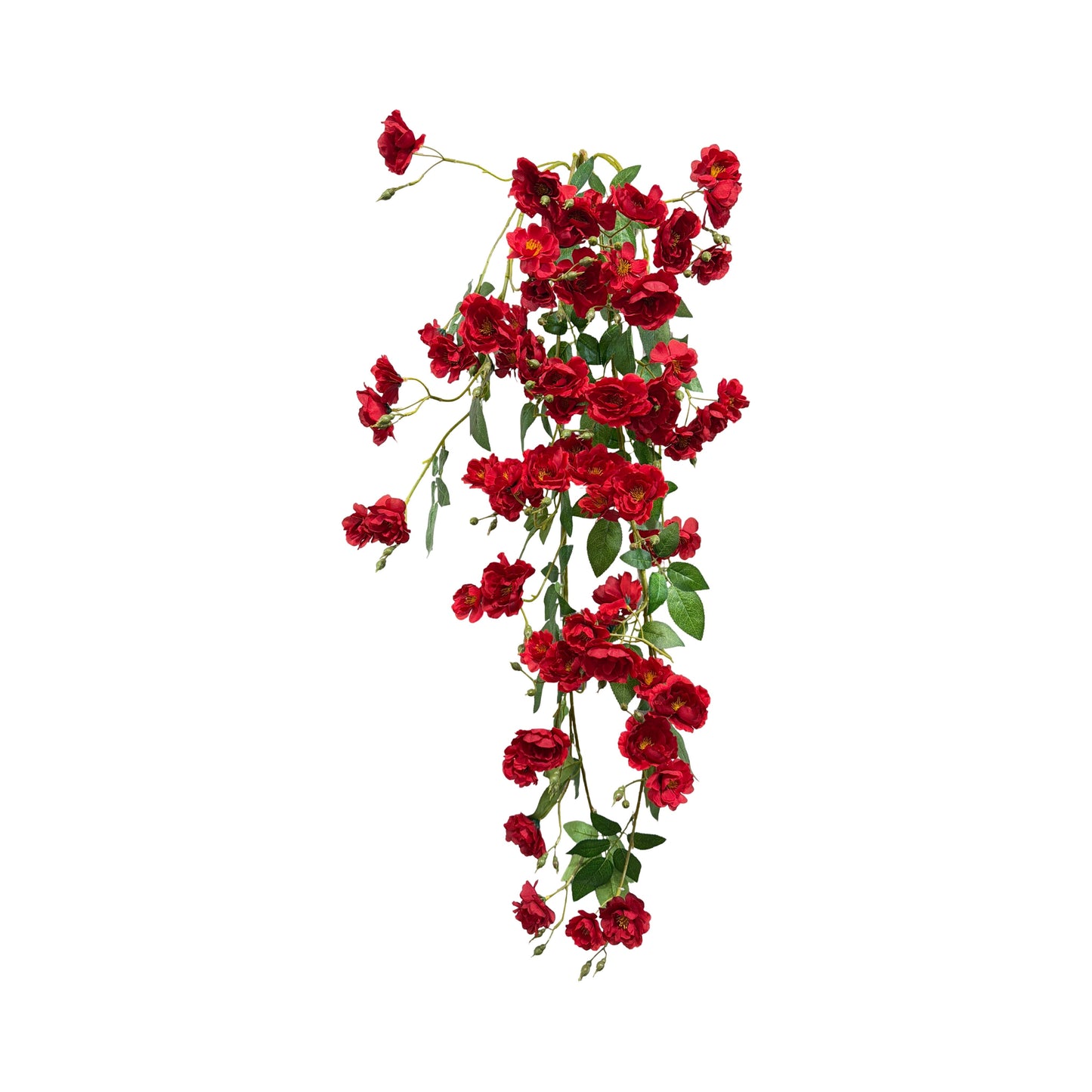 BF10244 CLIMBING ROSE HANGING BUSH,50"