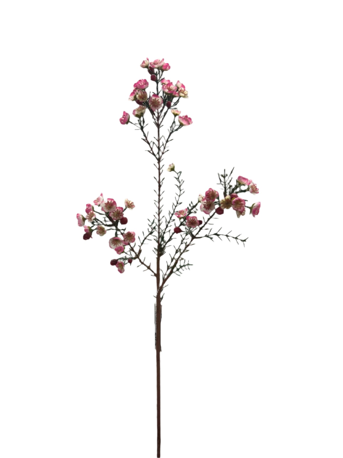 FL13555  WAX FLOWER SPRAY 31"