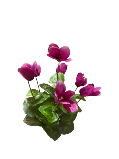 FN20057  CYCLAMEN BUSH (NAT) 14"