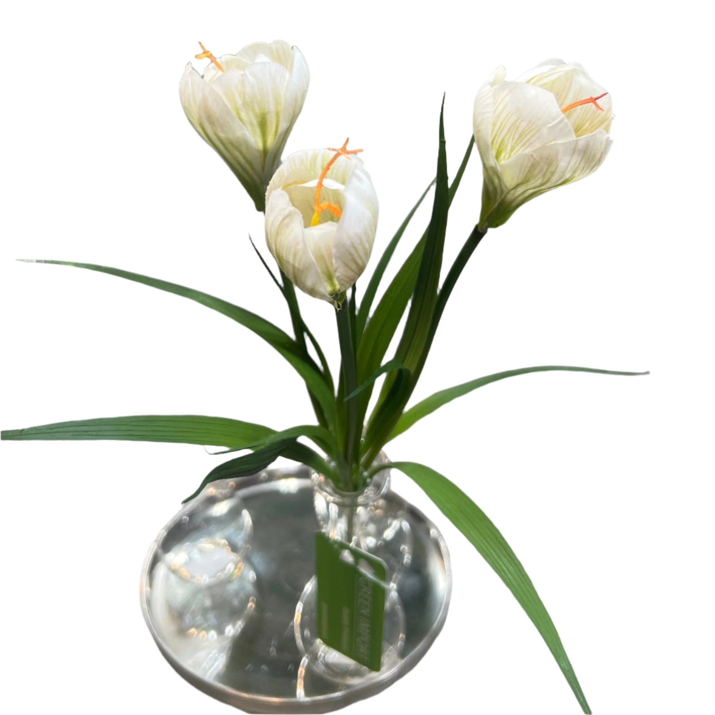 FN20056  CROCUSx3F (NAT) 13"