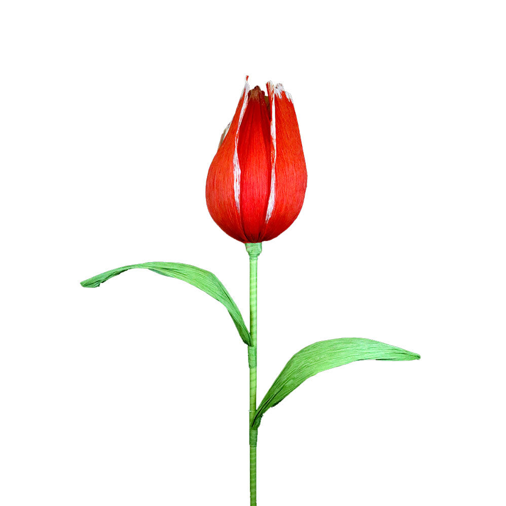 AC10101 GIANT TULIP,65in-8P/6.71'