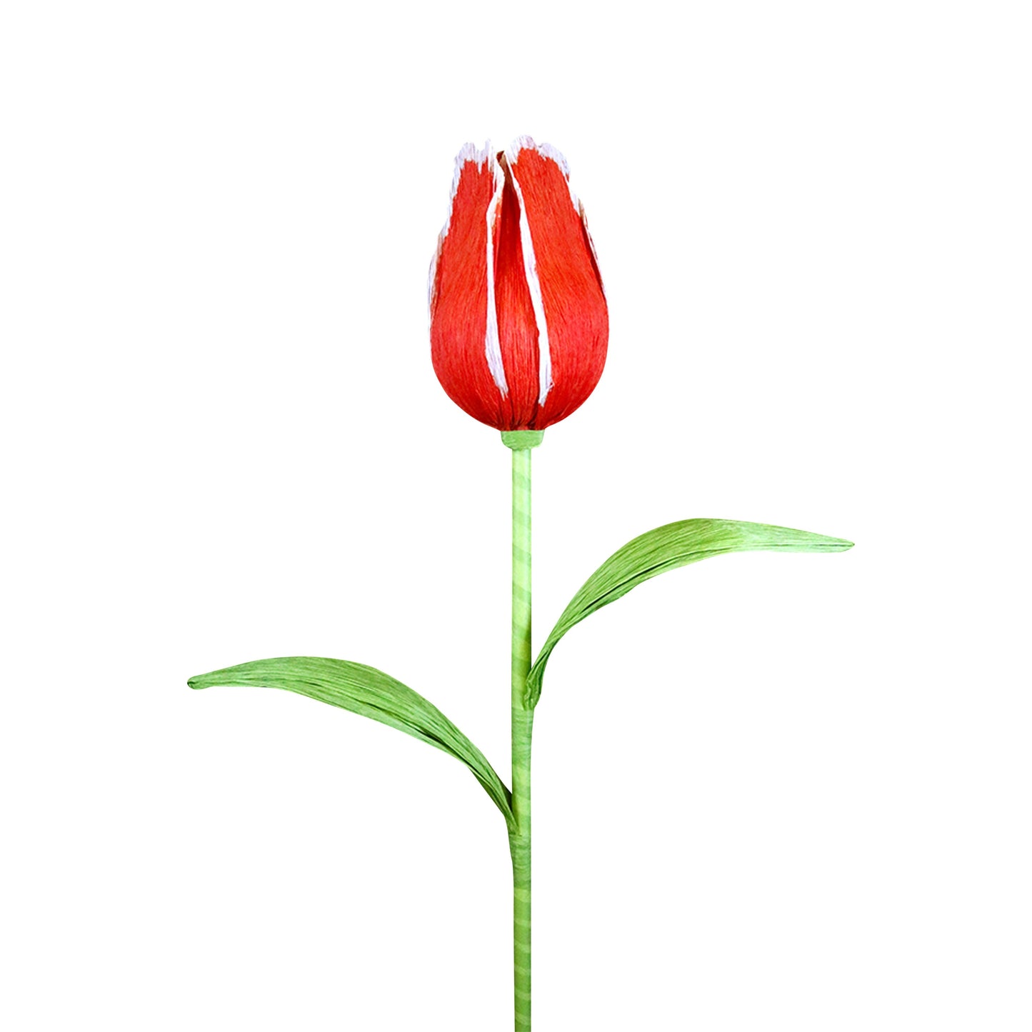 AC10101 GIANT TULIP,65in-8P/6.71'