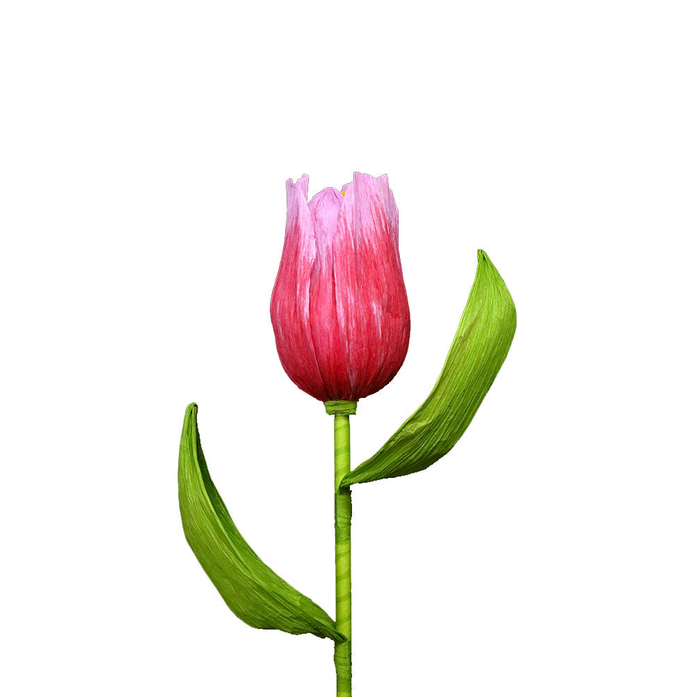 AC10102 GIANT TULIP,38in-12P/36/4.91'