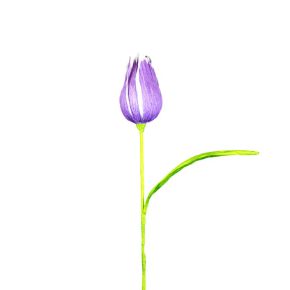 AC10103 BIG TULIP,27.5in-16P/64/5.19'