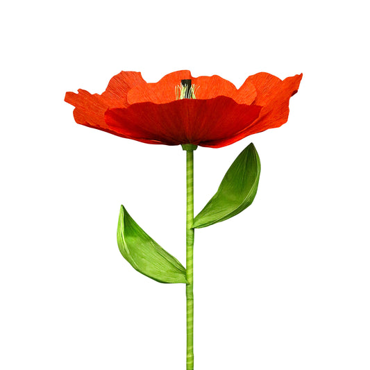 AC10118 GIANT POPPY,37.5in-12P/24/4.58'