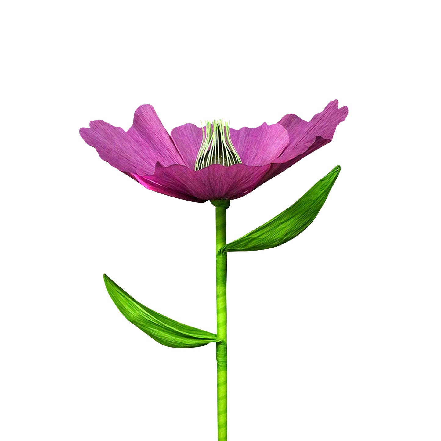 AC10119 GIANT POPPY,27.5in-12P/48/5.87'