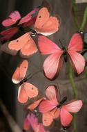 AC10144 ARTI BUTTERFLY GARLAND,5'-6P/4.15'