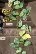 AC10144 ARTI BUTTERFLY GARLAND,5'-6P/4.15'