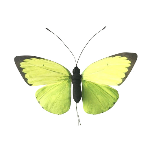 AC10145 ARTI BUTTERFLY,31.5in-12P/5.78'