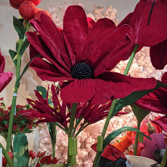 AC10268 VELVET GIANT COSMOS,59"