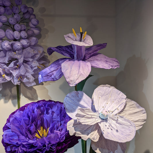 AC10278 GIANT DAFFODIL,79in-1P