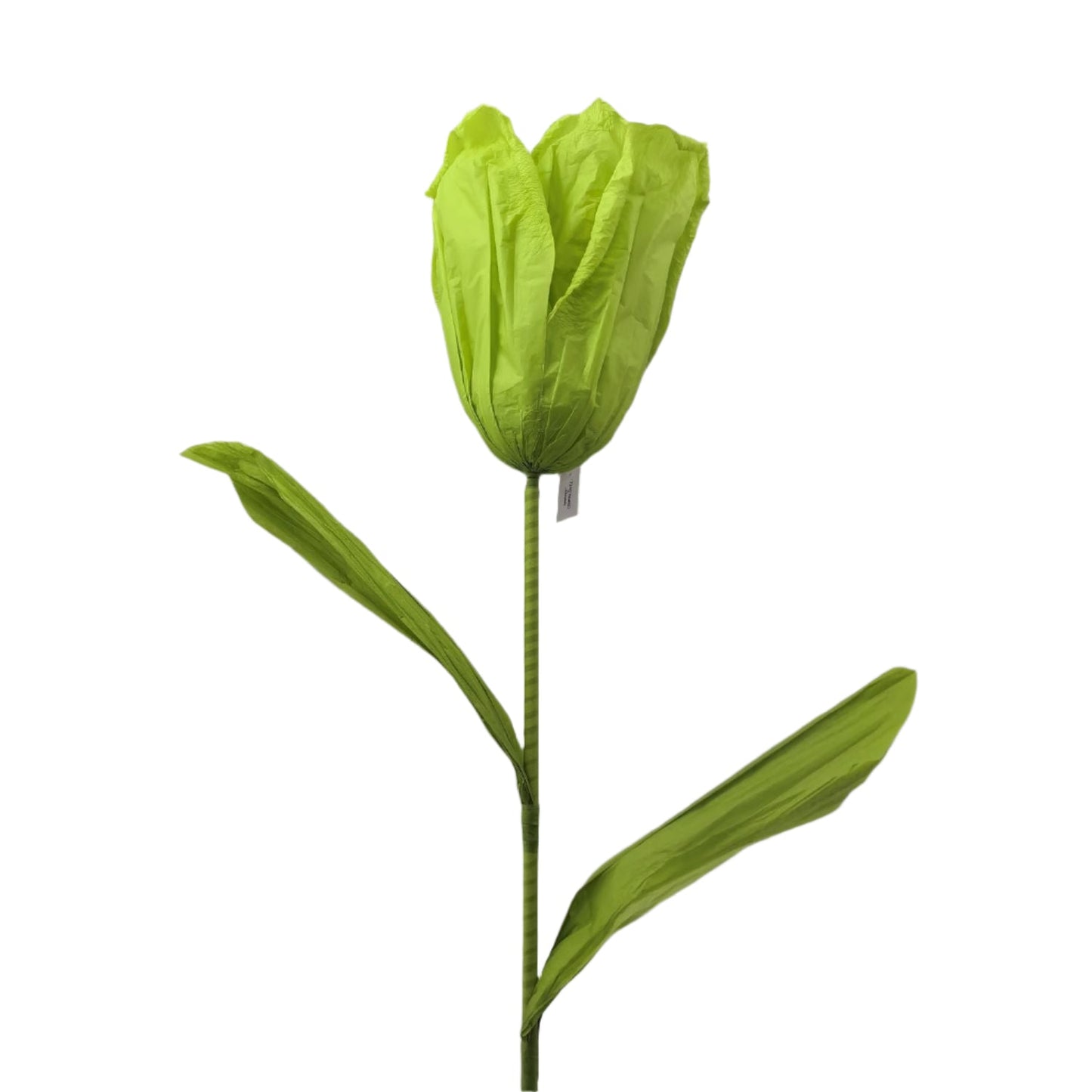 AC10435 GIANT TULIP,6'