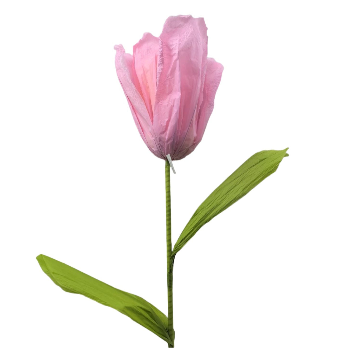 AC10435 GIANT TULIP,6'