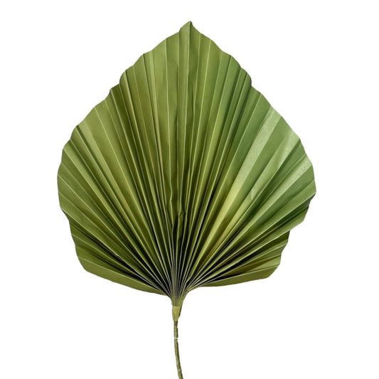 AC10516 FAN PALM 39.5in-12P