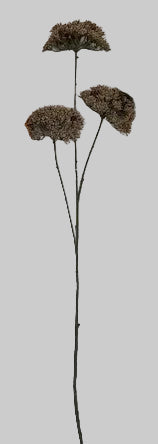 AU10103 QUEEN ANN LACE SPRAYx3,34"