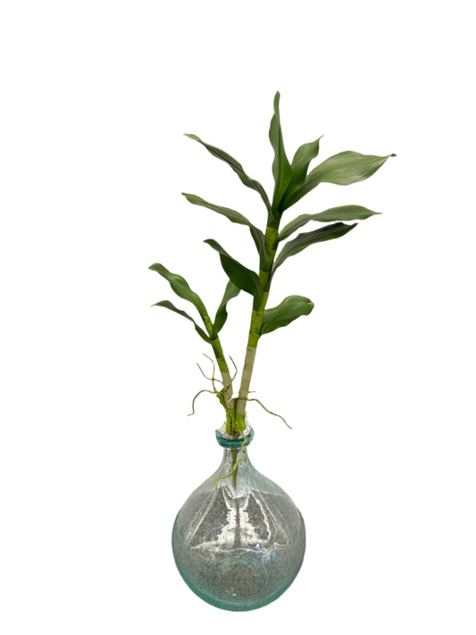 FL13360 VANDA ORCHID LVSx2,22in-12/144P