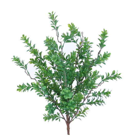 BG10261 BOXWOOD BUSH,23in-12P/96/6.92'