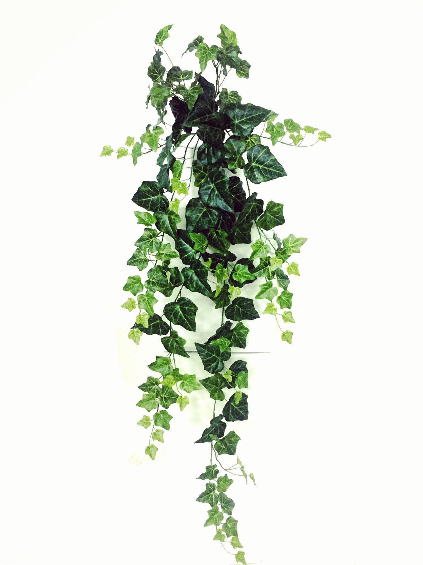 BG10371 ENGLISH IVY HANGING BUSH,42in-6P/24