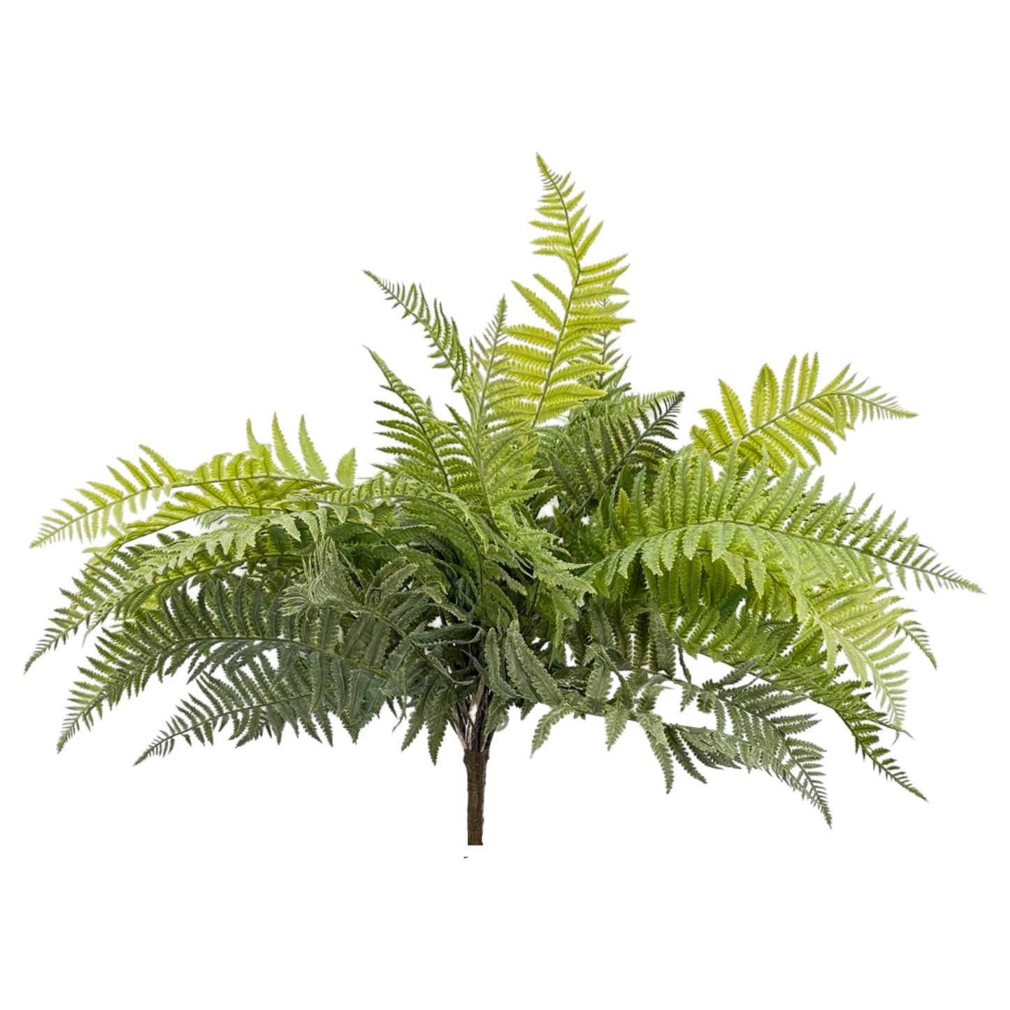 BG10591 LADY FERN BUSH,30"