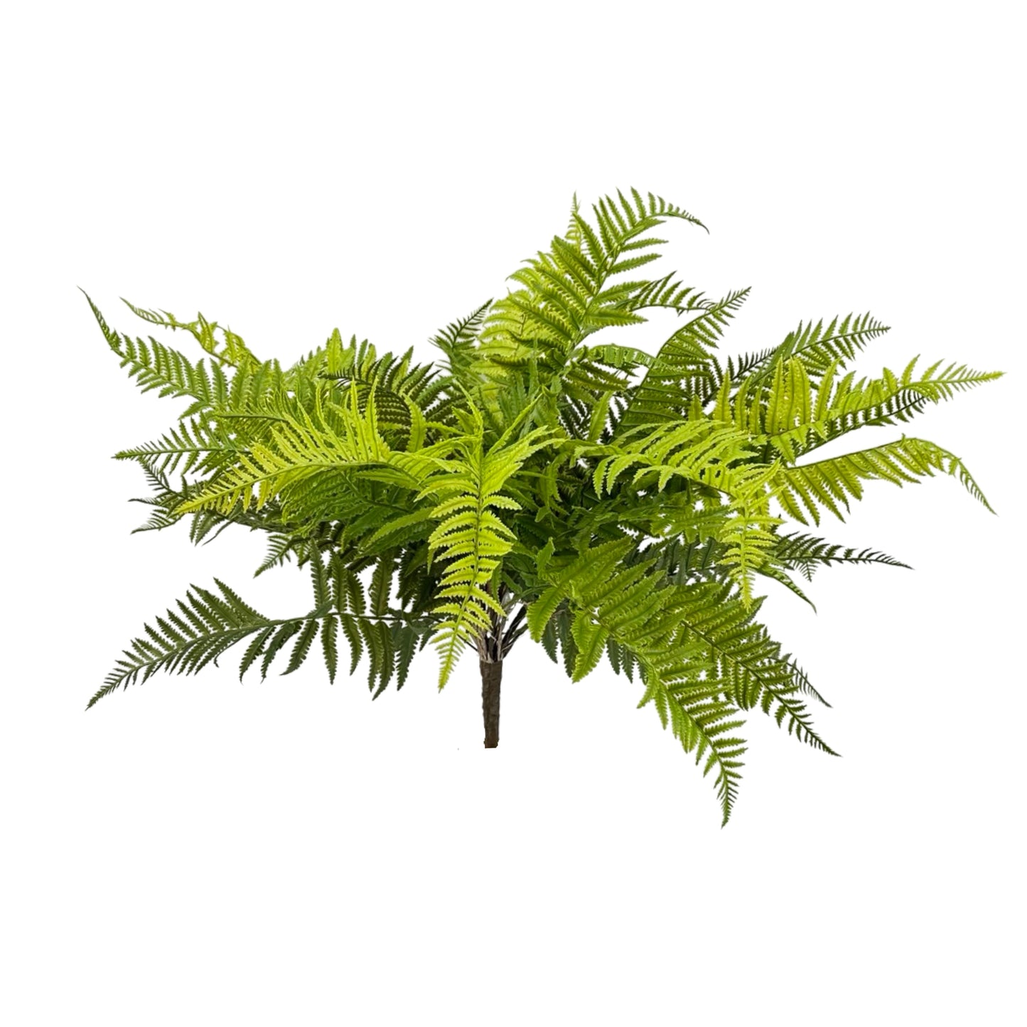 BG10591 LADY FERN BUSH,30"