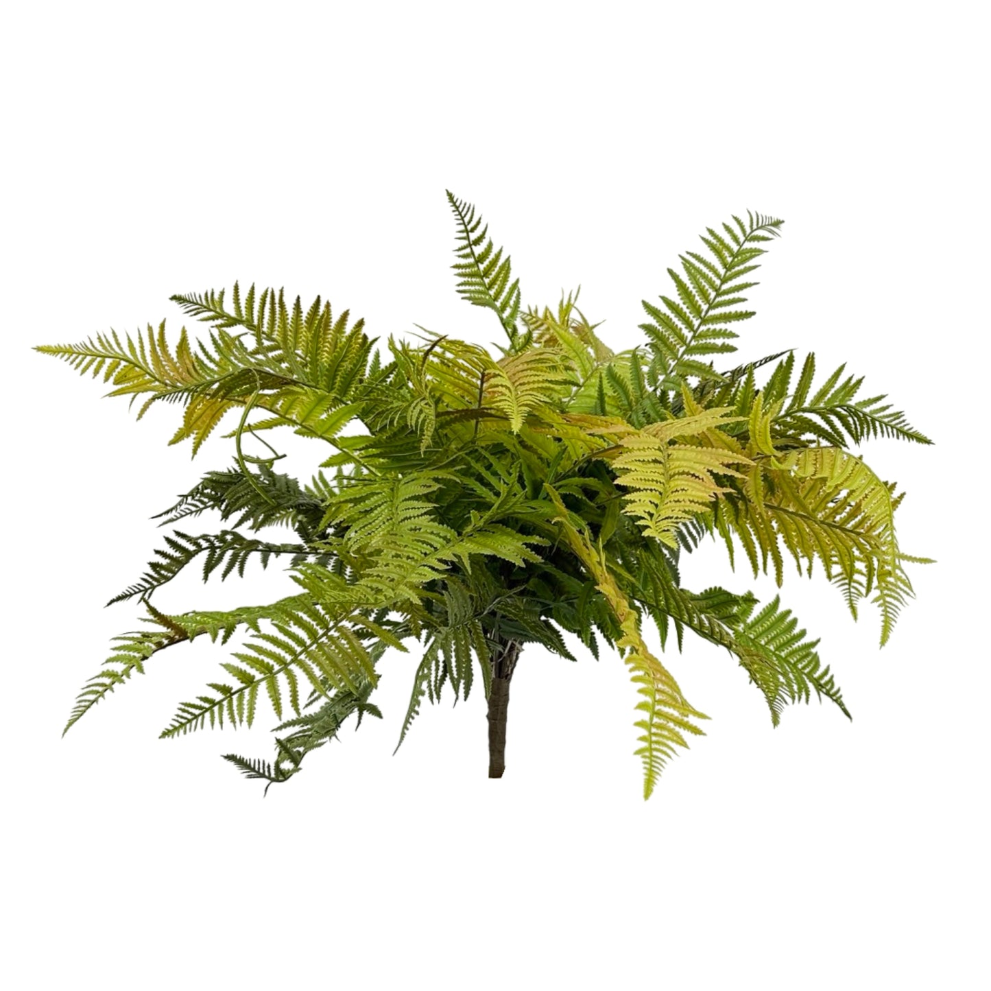 BG10591 LADY FERN BUSH,30"