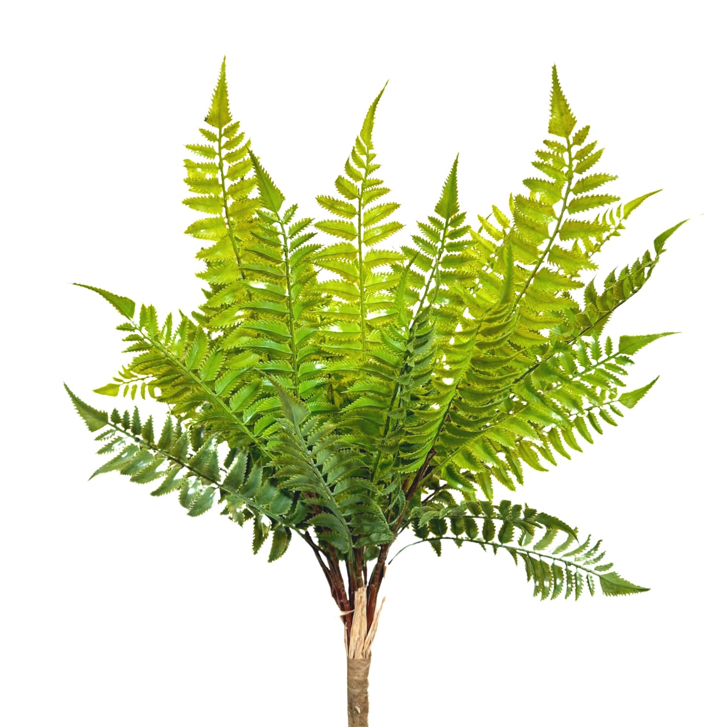 BG10622 LADY FERN BUSH,22.5"