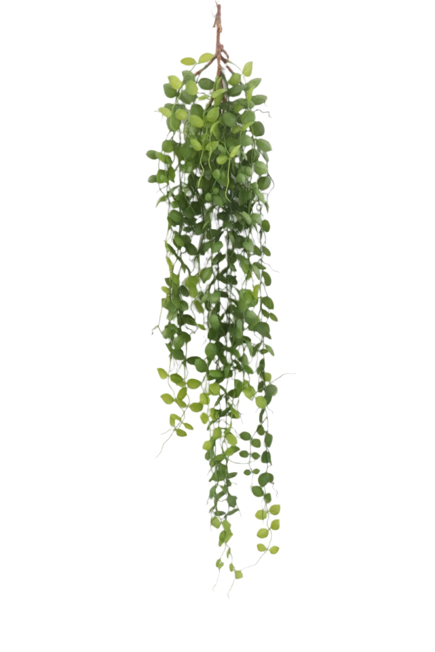 BG10644 PILEA HANGING BUSH 39"