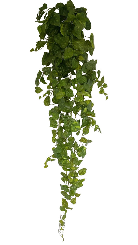 BG10651 POTHOS HANGING BUSH 70"