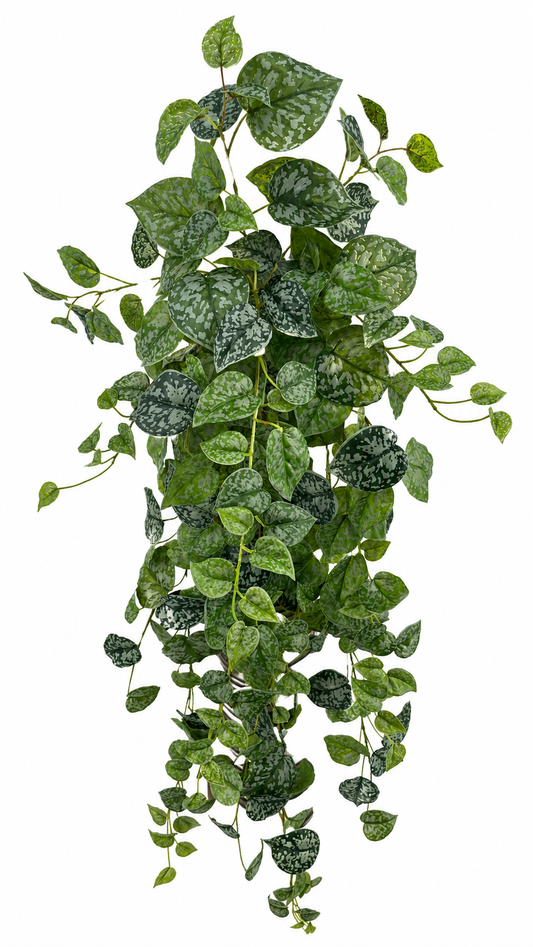 BG10652 POTHOS HANGING BUSH 50"