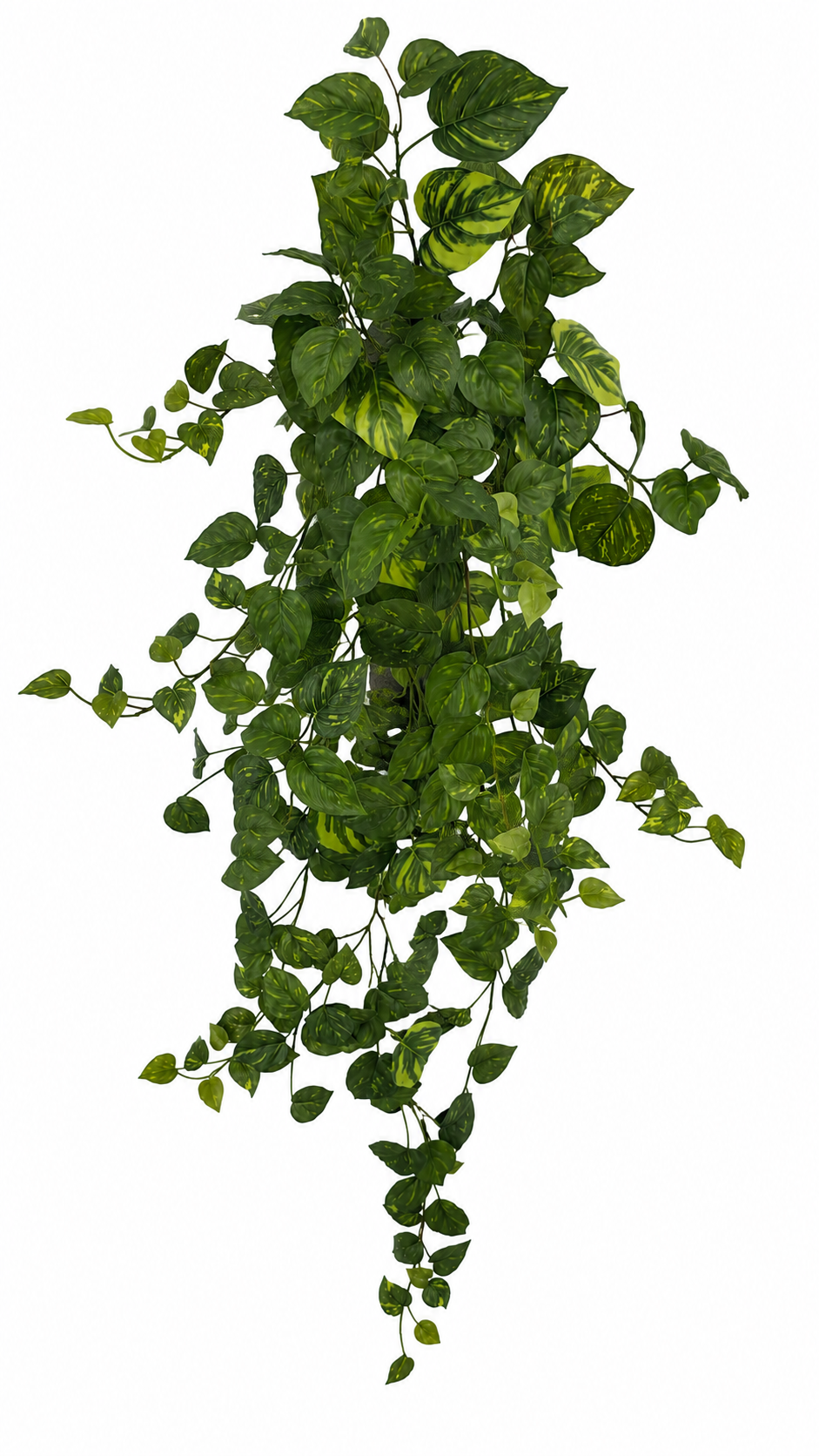 BG10652 POTHOS HANGING BUSH 50"