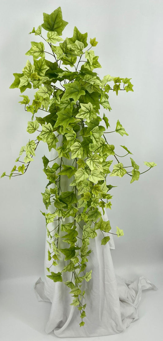 BG10654 HOLLAND IVY HANGING BUSH 50"